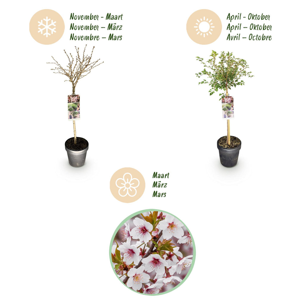 Green boutiQ - Plante sur tige - Prunus incisa Koujou-no-mai - Plante de terrasse - Caduc - Rustique - Fleur blanche - Pot 19cm Hauteur 90cm