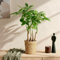 Green BoutiQ - Green is... Kamerplanten - Pachira Aquatica multi stam - Geldboom - Weinig onderhoud - met mand - Groen - 2 Planten - Pot 17cm - Hoogte 50-55cm