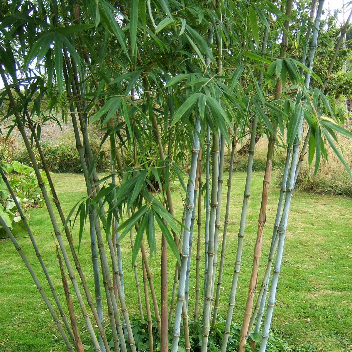 Green boutiQ - Bambou - Fargesia Blue Dragon - Vert - 4 plantes - Persistant - Non traçant - Pot 14 cm - Hauteur 35 cm