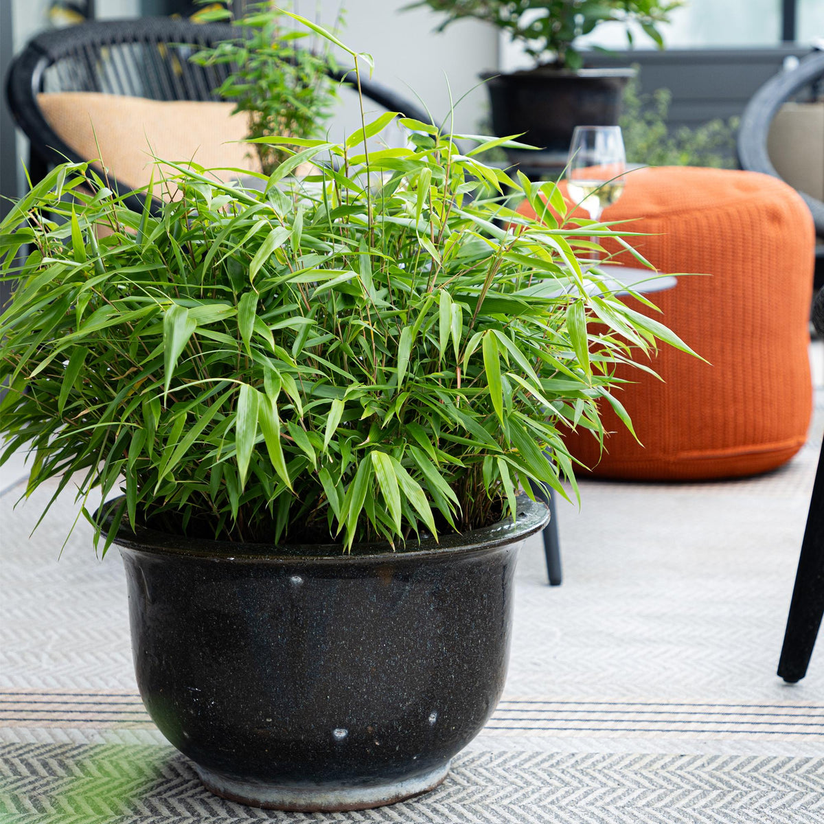 Green boutiQ - Bambou - Fargesia rufa - Vert - 2 Plantes - Persistant - Non traçant - Pot 14cm Hauteur 35cm