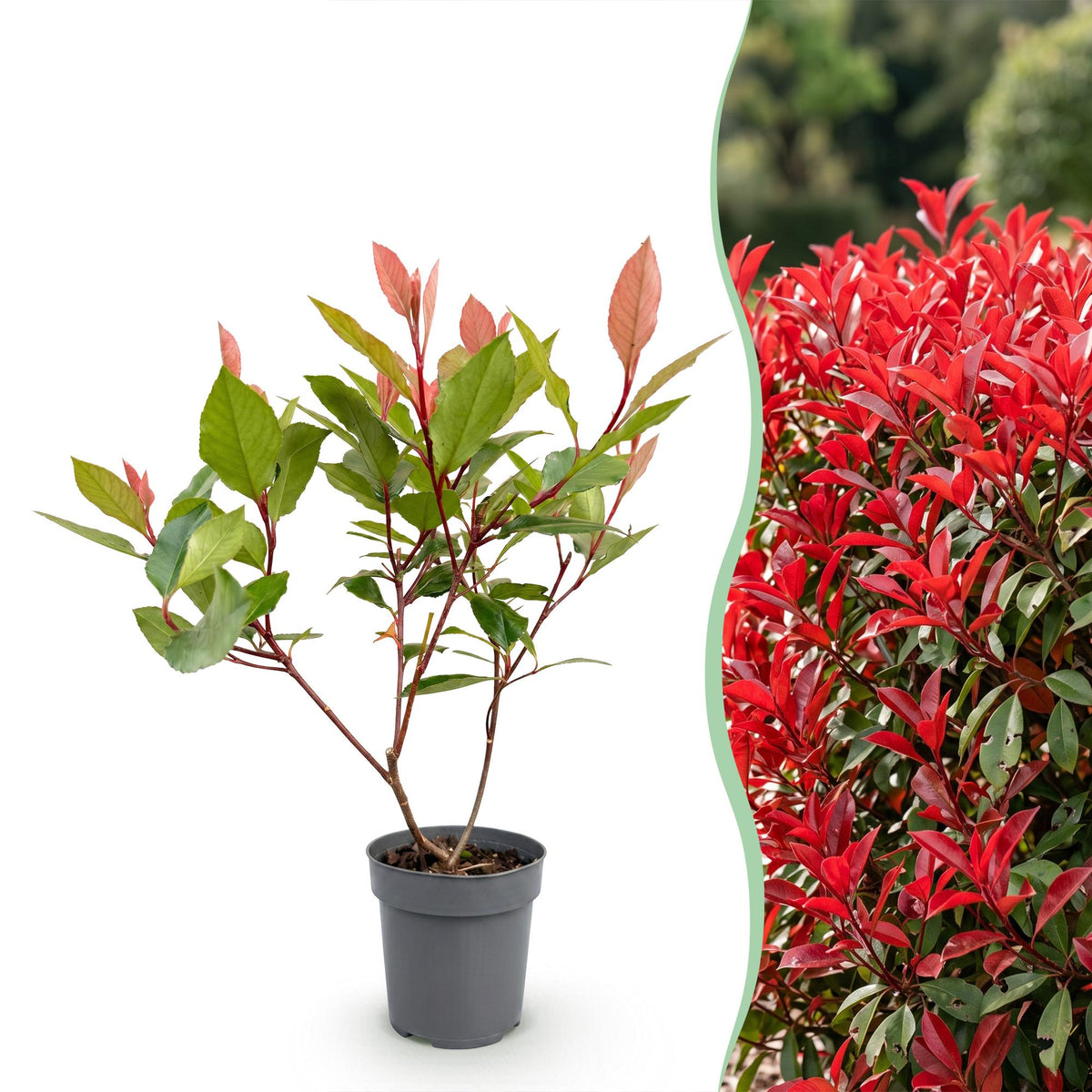 Green boutiQ - 24x Photinia fraseri Little Red Robin - Glansmispel - Haagplanten - Groenblijvend - Rood - Pot 9cm - Hoogte 25-35cm