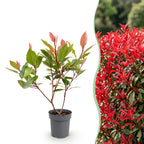Green boutiQ - 24x Photinia fraseri Little Red Robin - Photinia - Plantes de haie - Persistant - Rouge - Pot 9cm - Hauteur 25-35cm