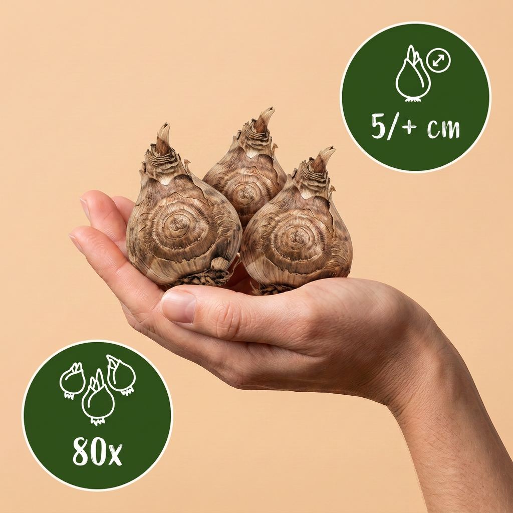 80x Freesia Double Mix - Dubbele fresia - Diversen - Snijbloem - Bolmaat 5/+