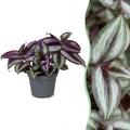 Tradescantia Zebra Pink Joy - Pink Inch Plant - Purple - Pink - Tropical - Ø6cm - ↕5cm