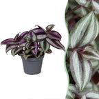 Tradescantia Zebra Pink Joy - Pink Inch Plant - Purple - Pink - Tropical - Ø6cm - ↕5cm