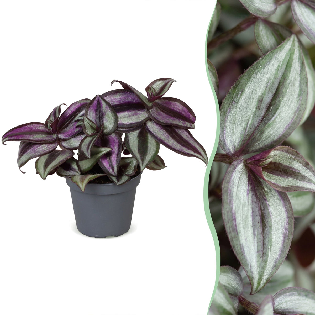Tradescantia Zebra Pink Joy - Pink Inch Plant - Purple - Pink - Tropical - Ø6cm - ↕5cm