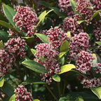 Green boutiQ - Plante de terrasse - Skimmia japonica Rubella - Fleurs Rouges - 10+ Fleurs - 2 Plantes - Résistante à l'hiver - Pot 10,5cm Hauteur 25cm