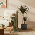 Green BoutiQ - Plantes d'intérieur - Dracaena Magenta - Dragonnier - Peu d'entretien - Vert - 1 plante - avec pot gris - Pot 21cm - Hauteur 90-100cm