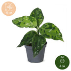 Aglaonema Pictum Tricolor - Camouflage plant - Green - Tropical - Ø6cm - ↕10cm
