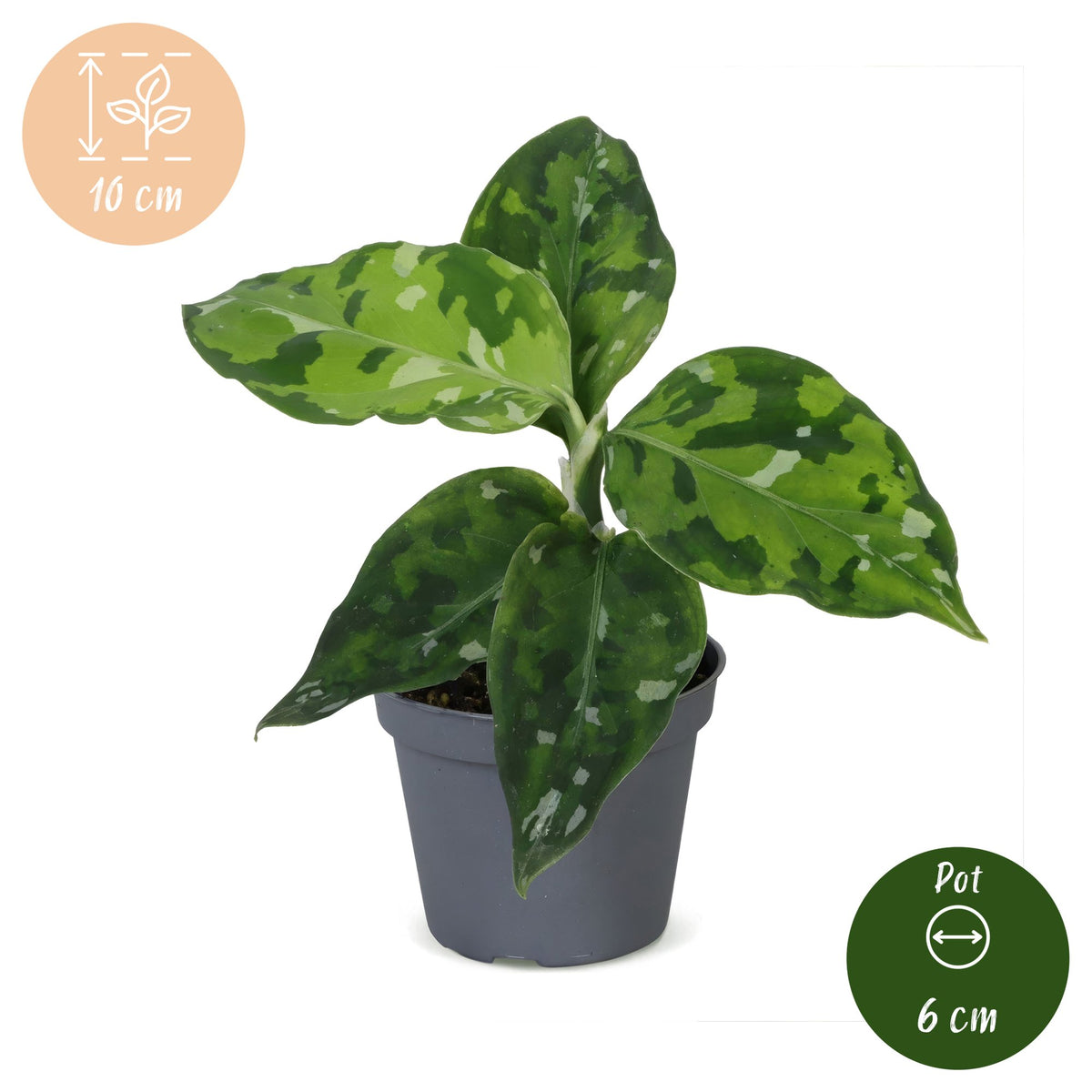 Aglaonema Pictum Tricolor - Camouflage plant - Green - Tropical - Ø6cm - ↕10cm
