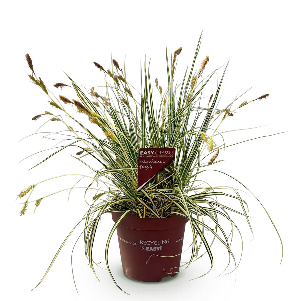 Green boutiQ - Graminées ornementales - Carex oshimensis Evergold - Jaune & Vert - 1 Plante - Persistant - Rustique - Pot 17cm Hauteur 50cm