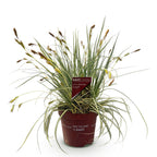 Green boutiQ - Graminées ornementales - Carex oshimensis Evergold - Jaune & Vert - 1 Plante - Persistant - Rustique - Pot 17cm Hauteur 50cm