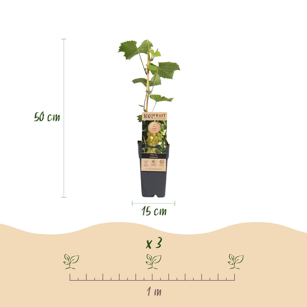 Green boutiQ - Obstpflanze - Vitis vinifera Lakemont - Weinrebe - Winterhart - Goldgelbe Traube - 2 Pflanzen - Topf 15cm - Höhe 50cm
