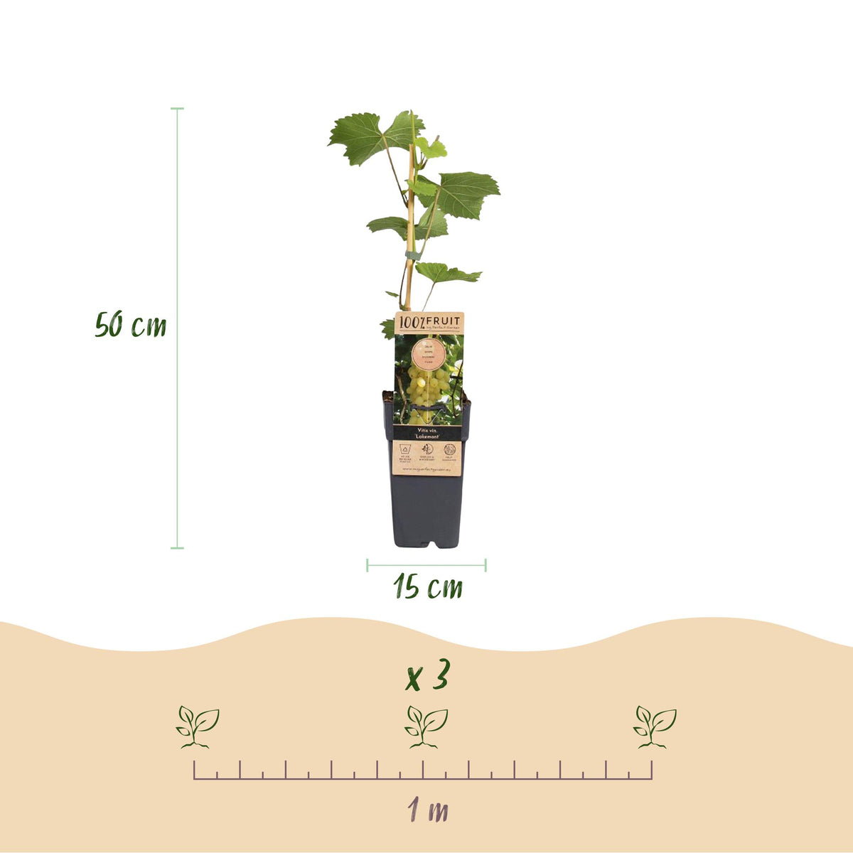Green boutiQ - Fruitplant - Vitis vinifera Lakemont - Druivenplant - Winterhard - Goudgele Druif - 2 Planten - Pot 15cm - Hoogte 50cm