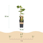 Green boutiQ - Obstpflanze - Vitis vinifera Lakemont - Weinrebe - Winterhart - Goldgelbe Traube - 2 Pflanzen - Topf 15cm - Höhe 50cm