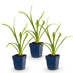 Green boutiQ - Stauden - Hemerocallis Summer Wine - Taglilie - Bienen- und Schmetterlingsmagnet - Lila - 3 Pflanzen - Topf 11cm - Höhe 15-25cm