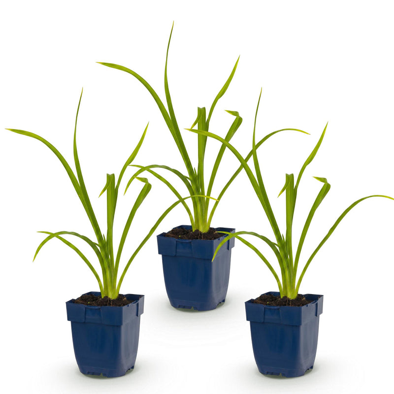 Green boutiQ - Vasteplant - Hemerocallis Summer Wine - Daglelie - Bijen en Vlinderlokkers - Paars - 3 Planten - Pot 11cm - Hoogte 15-25cm
