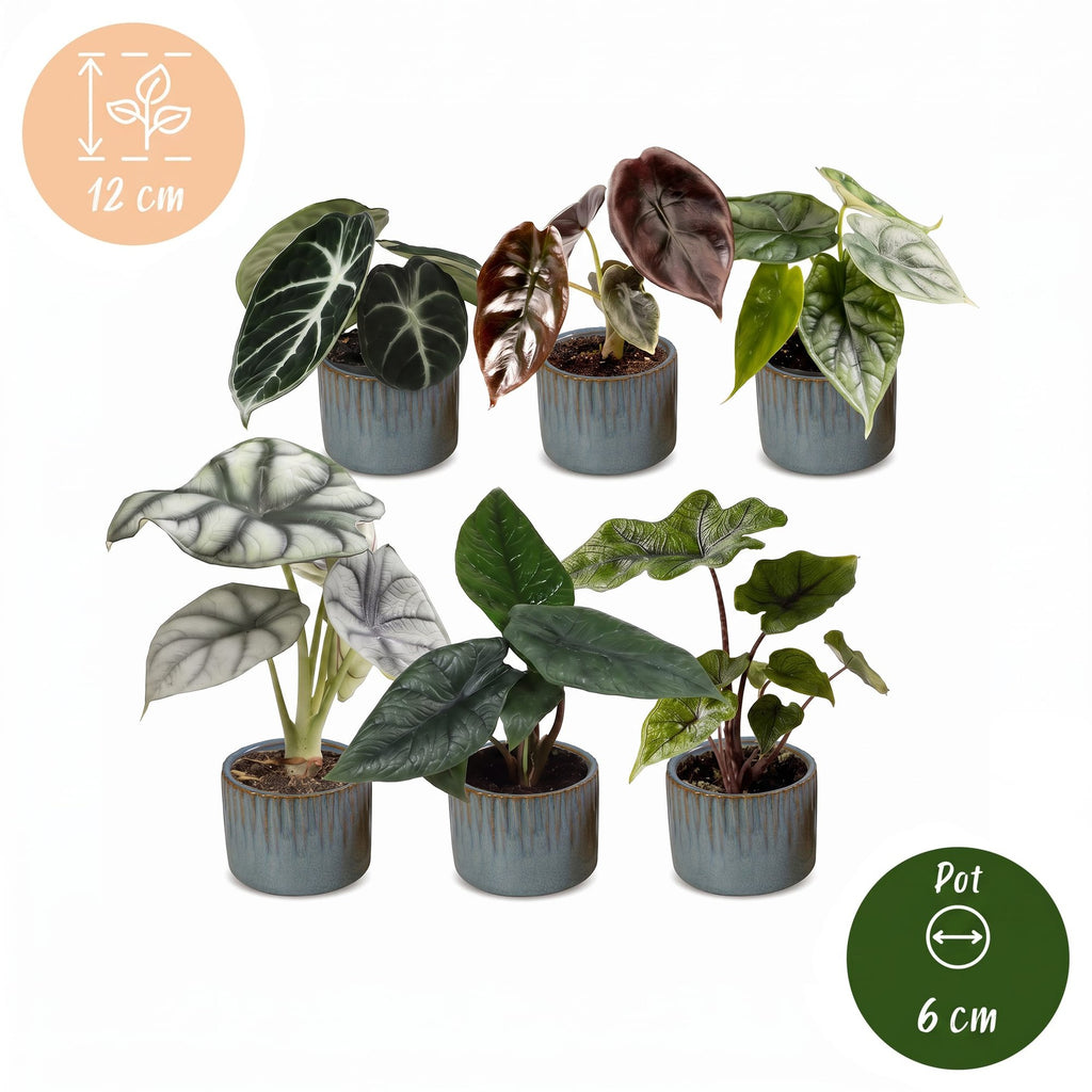 6x Baby Alocasia Familie - Red - Green - Black - Silver - Grey - Tropical - incl. Linnea Misty Blue - Ø6cm - ↕12cm