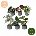 6x Baby Alocasia Familie - Red - Green - Black - Silver - Grey - Tropical - incl. Linnea Misty Blue - Ø6cm - ↕12cm