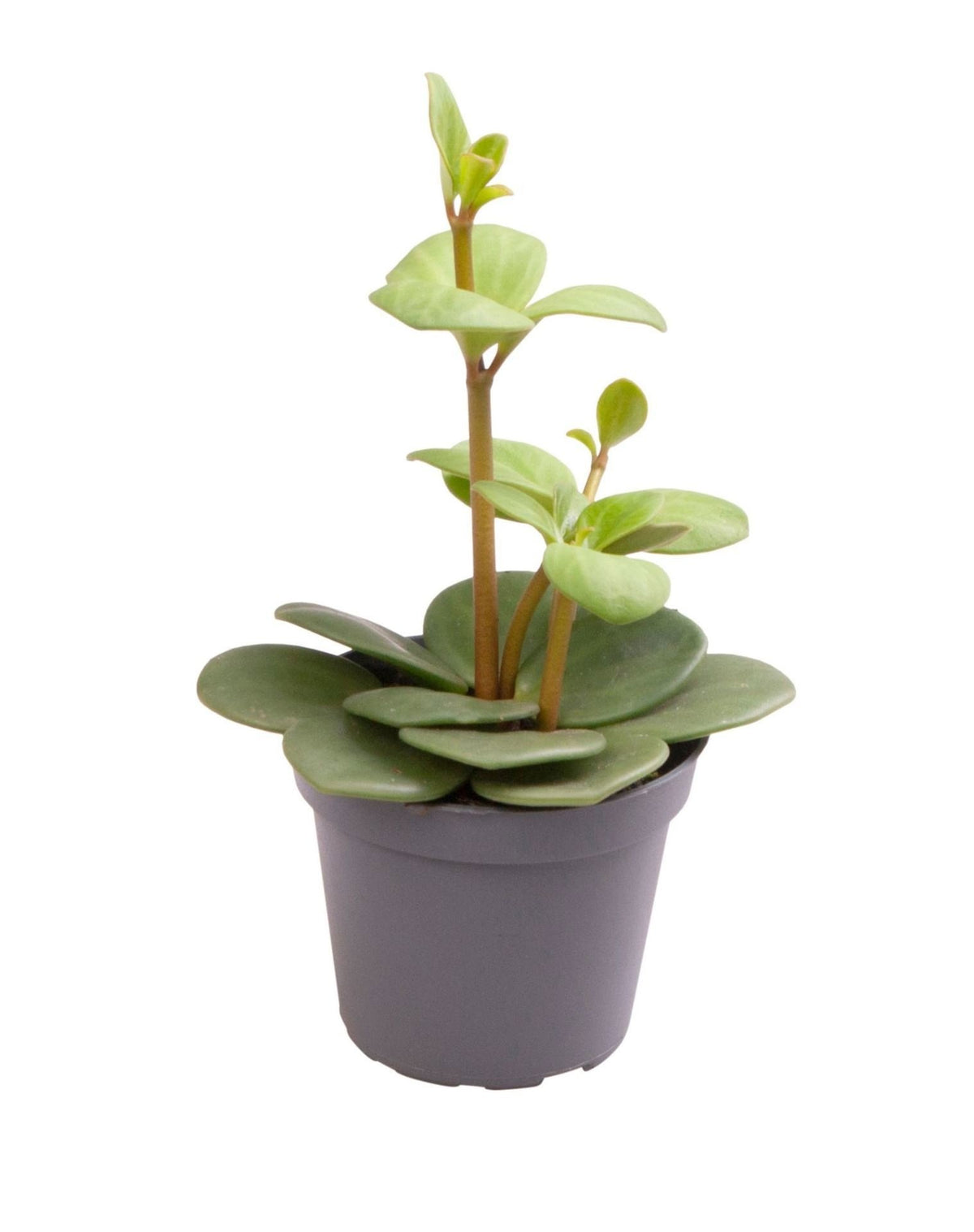 Peperomia Hope - Hope Peperomia - Green - Tropical - Ø6cm - ↕12cm