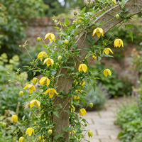 4x Clematis tangutica - Golden clematis - Yellow - Climber - Ø9cm - ↕35cm