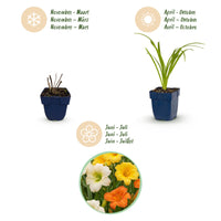 Green boutiQ - Vasteplant - Hemerocallis Tricolour - Daglelie - Bijen- en vlinderlokkers - Creme - Geel - Rood - 24 Planten - Pot 11cm - Hoogte 15-25cm