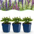 Green boutiQ - Stauden - Salvia Tricolour - Salbei - Duftend - Violett - Rosa - Weiß - 24 Pflanzen - Topf 11cm - Höhe 15-25cm