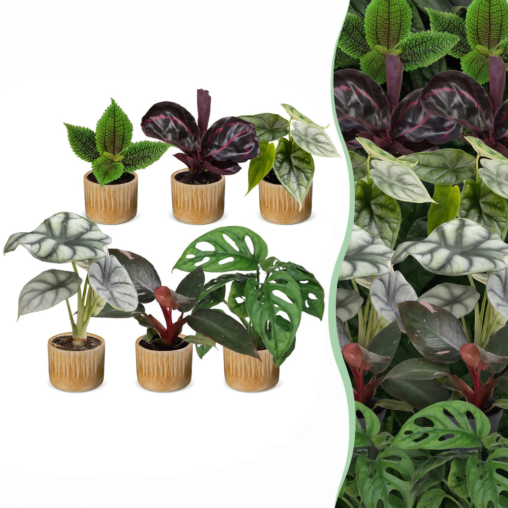 6x Baby Jungle Mix - Various colours - Tropical - incl. Linnea Honey - Ø6cm - ↕10-15cm