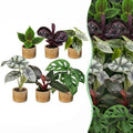 6x Baby Jungle Mix - Various colours - Tropical - incl. Linnea Honey - Ø6cm - ↕10-15cm