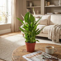 Spathiphyllum - Ø 12 cm - Hoogte: 35 - 40 cm
