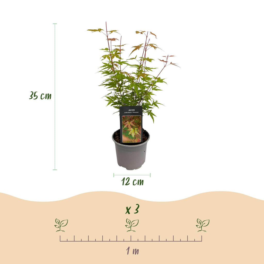 Green boutiQ - Plante de jardin - Acer palmatum Phoenix - Rose - 3 plantes - Caduc - Peu d'entretien - Pot 12cm Hauteur 35cm