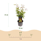 Green boutiQ - Plante de jardin - Acer palmatum Phoenix - Rose - 3 plantes - Caduc - Peu d'entretien - Pot 12cm Hauteur 35cm