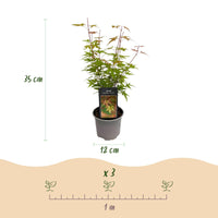 Green boutiQ - Tuinplant - Acer palmatum Phoenix - Roze - 3 Planten - Bladverliezend - Weinig Onderhoud - Pot 12cm Hoogte 35cm