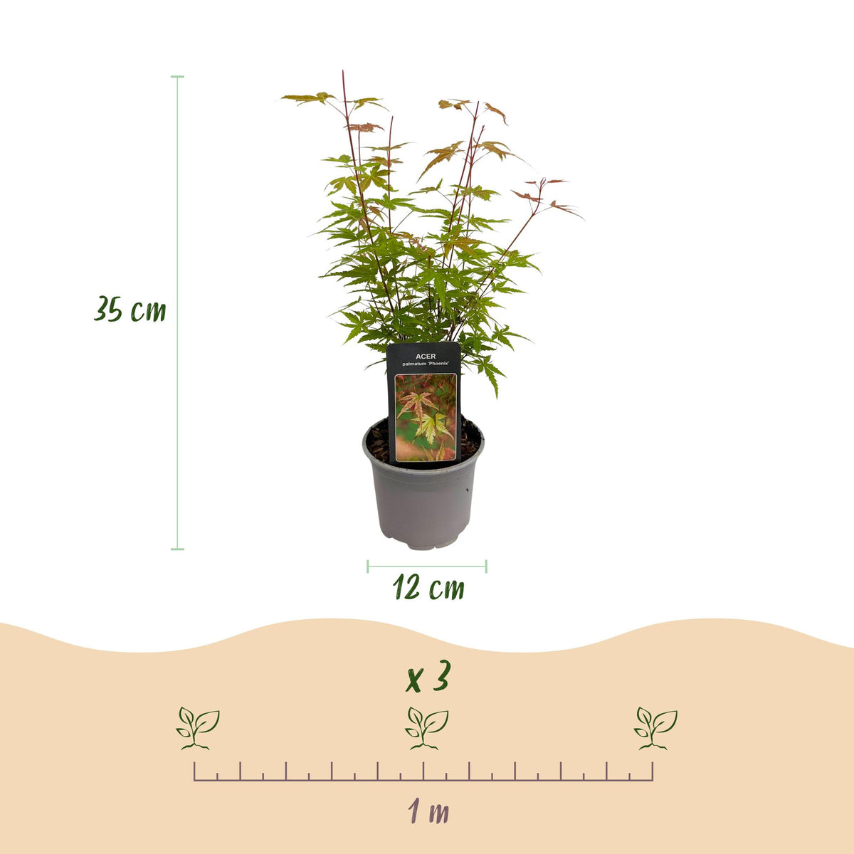 Green boutiQ - Plante de jardin - Acer palmatum Phoenix - Rose - 3 plantes - Caduc - Peu d'entretien - Pot 12cm Hauteur 35cm