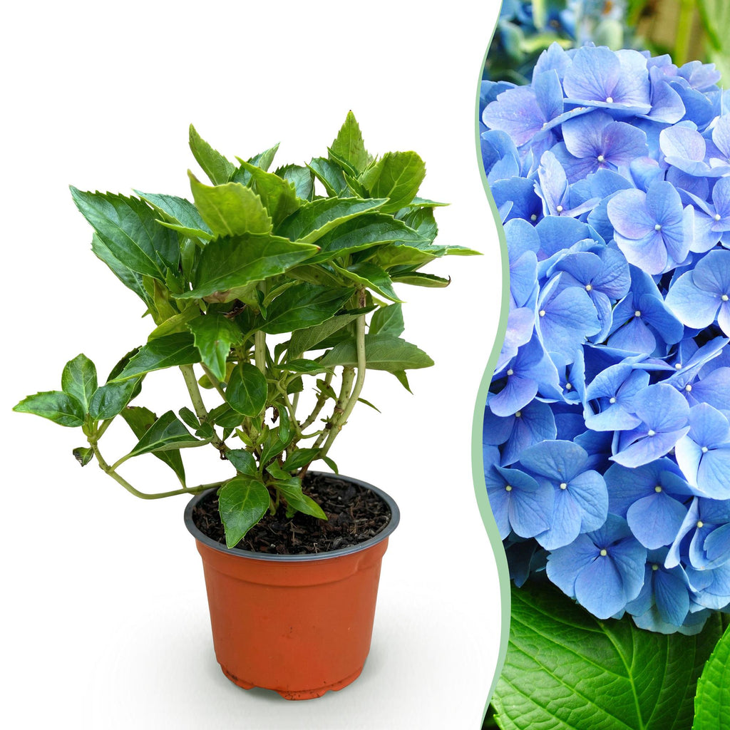 Green boutiQ - Plante de jardin - Hydrangea macrophylla Bleu - Hortensia - Rustique - Bleu - 1 Plante - Pot 12cm - Hauteur 20-30cm