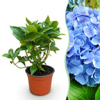Green boutiQ - Plante de jardin - Hydrangea macrophylla Bleu - Hortensia - Rustique - Bleu - 1 Plante - Pot 12cm - Hauteur 20-30cm