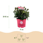 Green boutiQ - Rhododendron nain - Rhododendron Bloombux Magenta - Buis fleuri - Peu d'entretien - Fleur rose - 1 plante - Pot 17 cm - Hauteur 30-40 cm