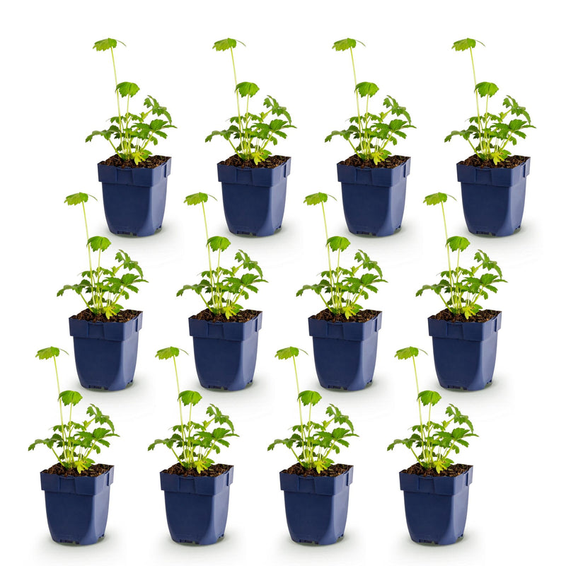Green boutiQ - Vasteplant - Astrantia major - Sterrenkruid - Schaduw - Wit-Roze - 12 Planten - Pot 11cm - Hoogte 15-25cm