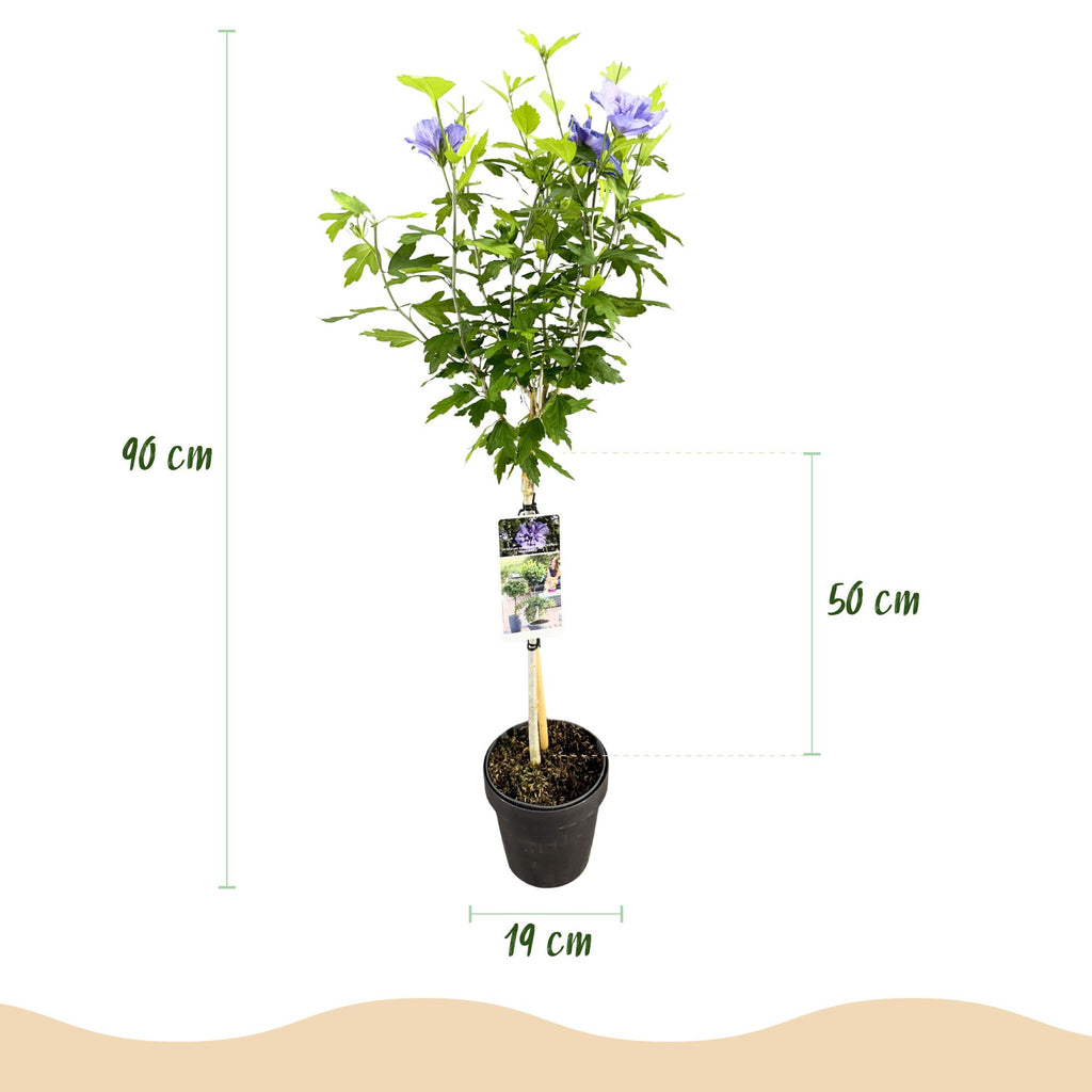 Green boutiQ - Gartenpflanze - Hibiscus syriacus Blue Chiffon® - Hochstamm - Terrassenpflanze - Laubabwerfend - Pflegeleicht - Topf 19cm Höhe 90cm