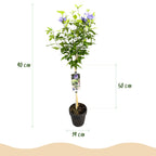 Green boutiQ - Gartenpflanze - Hibiscus syriacus Blue Chiffon® - Hochstamm - Terrassenpflanze - Laubabwerfend - Pflegeleicht - Topf 19cm Höhe 90cm