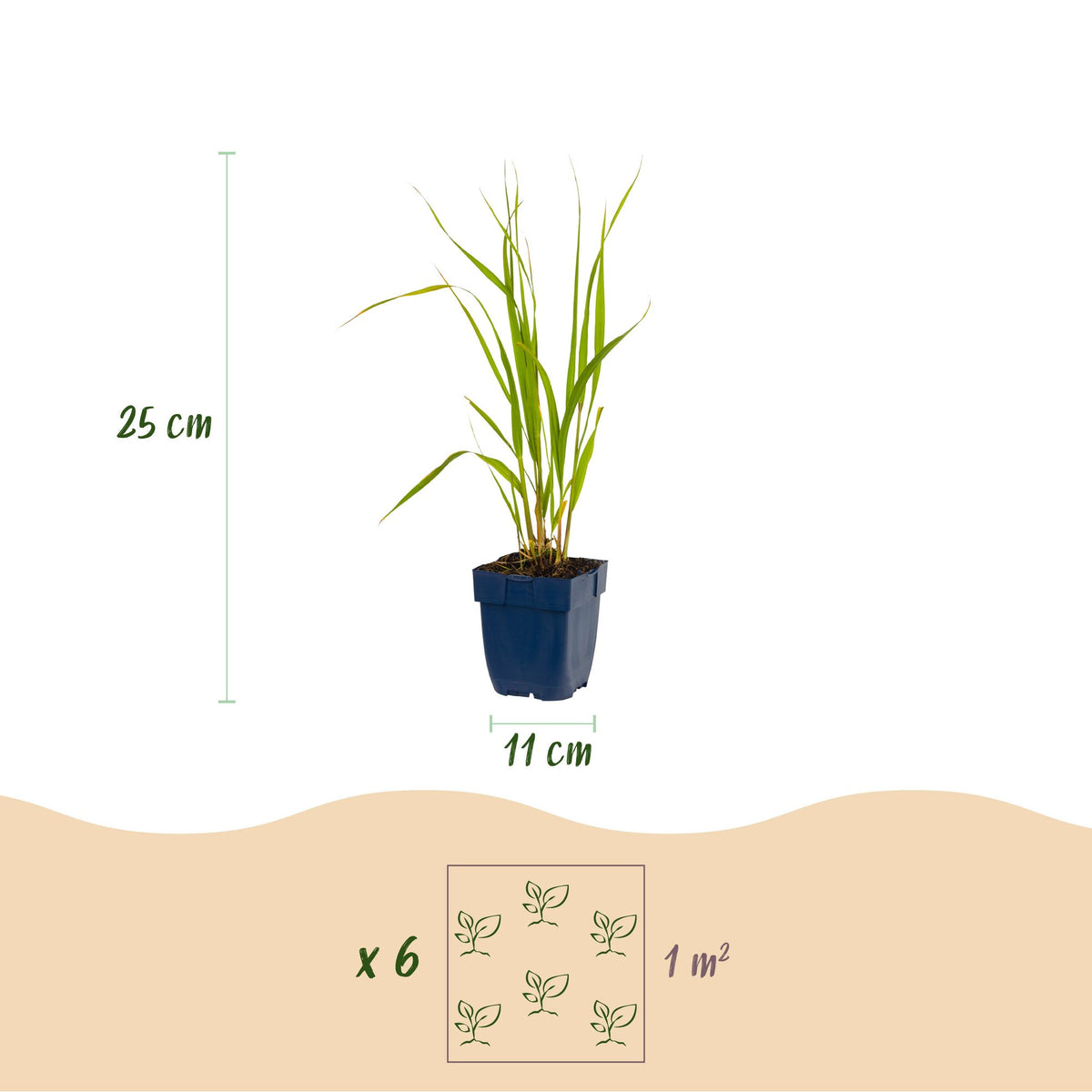 Green boutiQ - Graminées - Molinia caer. Heidebraut - Molinie bleue - Avec panicule - Vert - 12 Plantes - Pot 11cm - Hauteur 15-25cm
