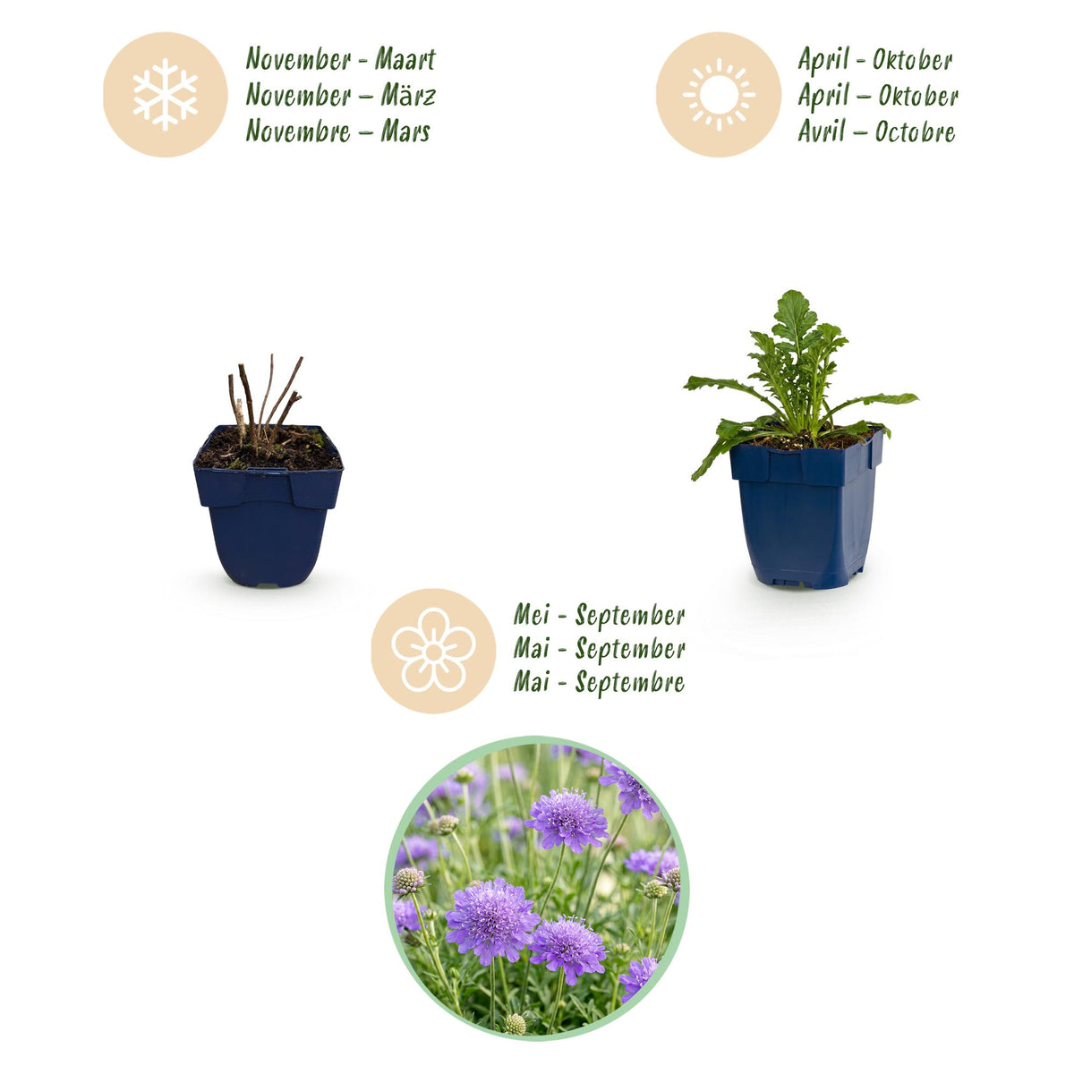 Green boutiQ - Plante vivace - Scabiosa col. Butterfly Blue - Scabieuse - Attire les abeilles et les papillons - Violet - 3 plantes - Pot 11cm - Hauteur 15-25cm