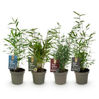 Green boutiQ - Bambou - Mélange Fargesia Rainbow - Noir, Rouge, Bleu et Vert - 4 Plantes - Persistant - Non traçant - Pot 14cm Hauteur 35cm
