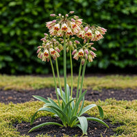 Green boutiQ - Bloembollen - Allium Siculum - Kleur Roze - 30 stuks - Bolmaat 8/10 - XXL Pack