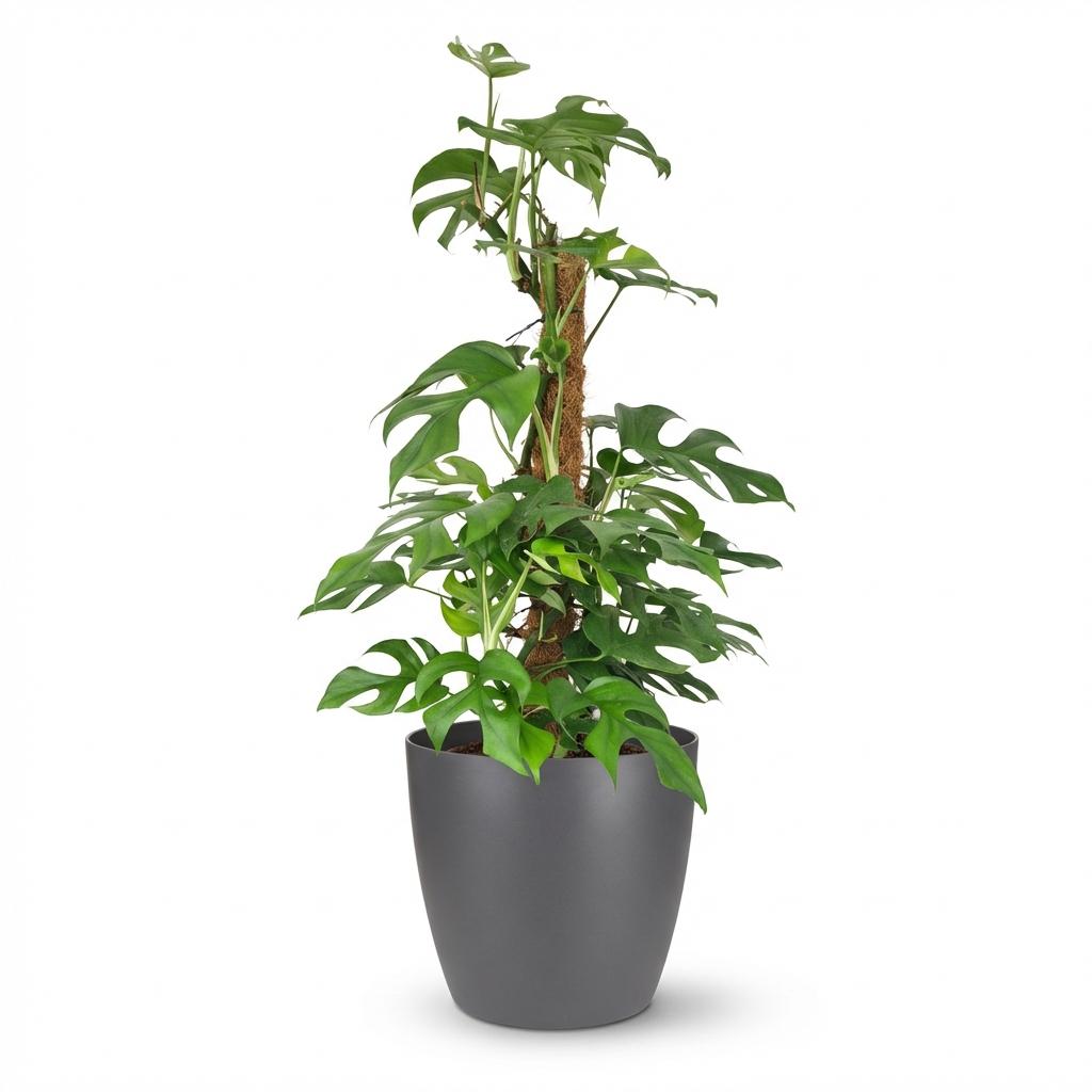 Green boutiQ - Plante d'intérieur - Monstera Minima - Monstera Minima sur tuteur - Vert - Peu d'entretien - 1 plante - avec pot gris - Pot 19 cm - Hauteur 90 cm