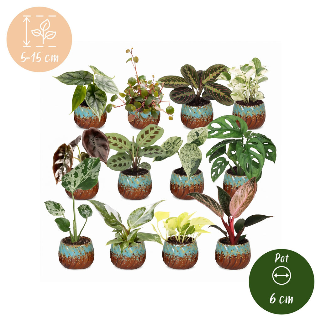 12x Baby Plants Surprise Box - Baby Plants Surprise Box - Various colours - Tropical - incl. Copper Reef - Ø6cm - ↕5-15cm