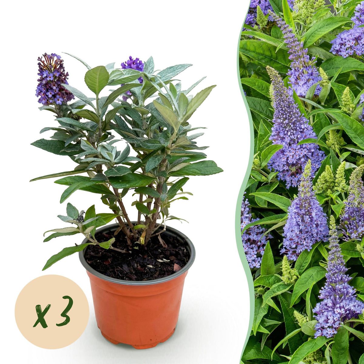 Green boutiQ - Plante de jardin - Buddleja davidii Butterfly Candy Little Lila - Arbre aux papillons - Compact - Lila - 3 plantes - Pot 12 cm - Hauteur 20-25 cm