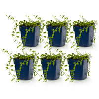 Vasteplant - Vinca minor Alba - Maagdenpalm - Bodembedekkend - Wit - 6 Planten - Pot 11cm - Hoogte 15-25cm
