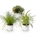 Green boutiQ - Zimmerpflanze - Cyperus - Callisia - Chlorophytum - 3er-Set - Haustierfreundliche Pflanzen - Grün - 3 Pflanzen - mit weißem Übertopf - Topf 12 cm - Höhe 20 cm