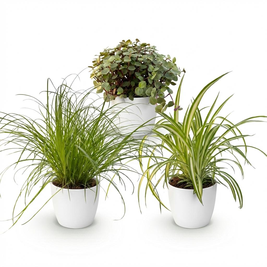 Green boutiQ - Plante d'intérieur - Cyperus - Callisia - Chlorophytum - Mélange de 3 - Plantes adaptées aux animaux de compagnie - Vert - 3 Plantes - avec pot blanc - Pot 12cm - Hauteur 20cm
